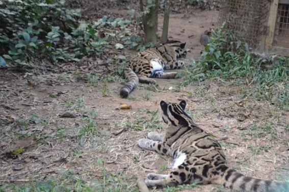4 Leopards death : Veterinary experts to visit state on April first week to review Sepahijala zoo situation 4 Leopards death : Veterinary experts to visit state on April first week to review Sepahijala zoo situation
